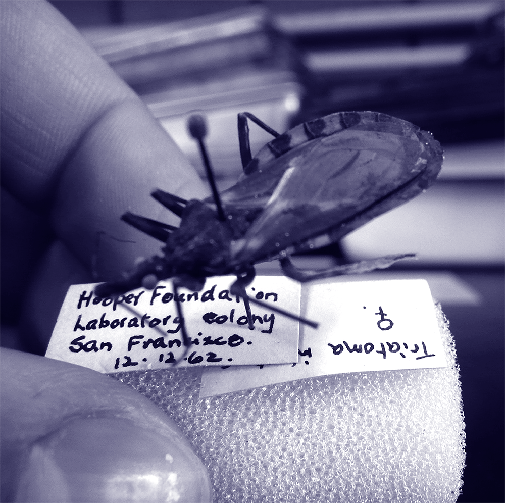 WHO_chagas2023_web-square-triatomine-06