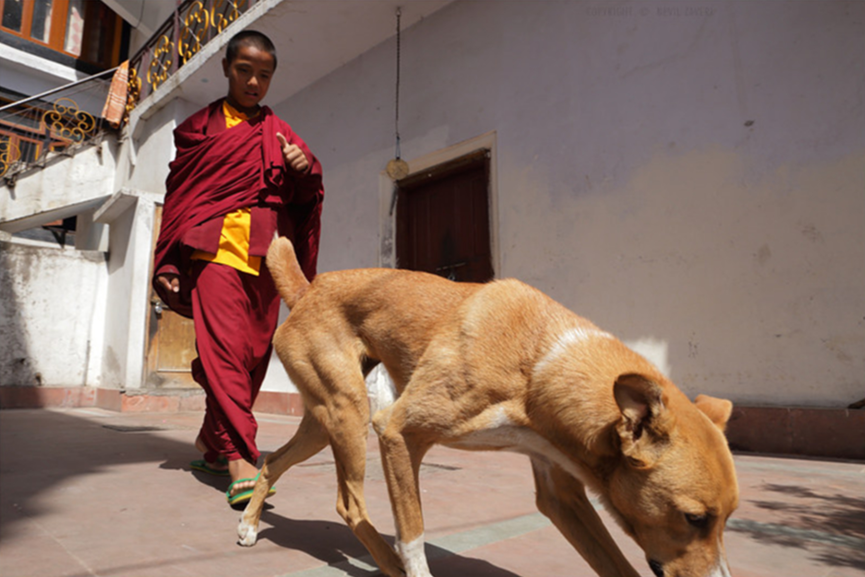 3961_43372700_908_n Every nine minutes, someone in low- and middle-income countries dies from rabies