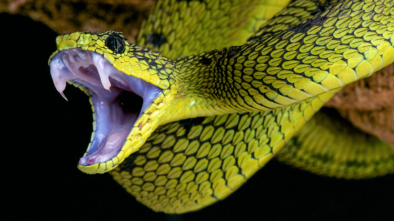 Great-Lake-Bush-Viper Great-Lake-Bush-Viper